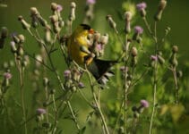What Birds Eat Thistle What Birds Eat Thistle