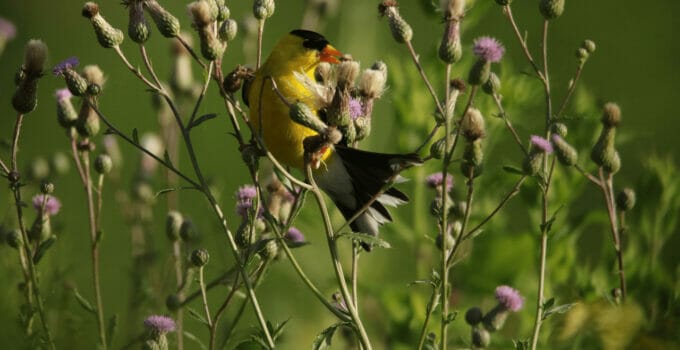 What Birds Eat Thistle