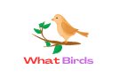 What Birds
