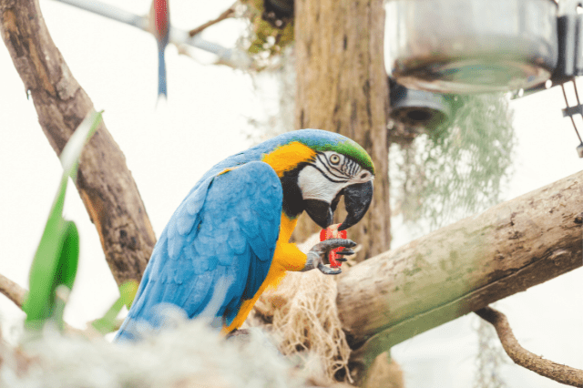 Do Birds Have Taste Buds