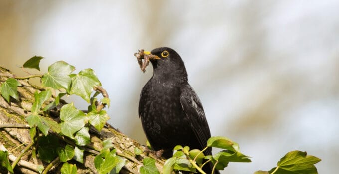 What Do Blackbirds Eat