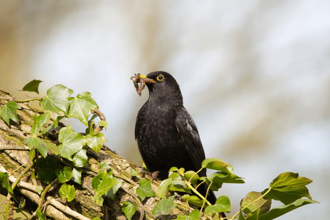 What Do Blackbirds Eat What Birds