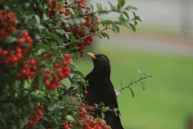 What Do Blackbirds Eat