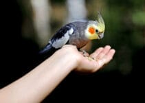 What Birds Make Good Pets