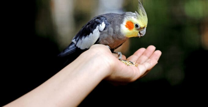 What Birds Make Good Pets