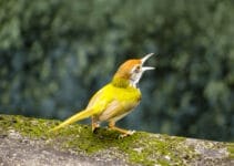 Why Do Birds Chirp In The Morning Why Do Birds Chirp In The Morning