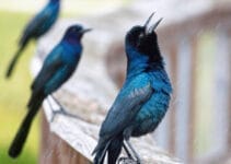 Why Do Birds Sing Why Do Birds Sing