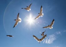 Why Do Birds Fly In Circles Why Do Birds Fly In Circles