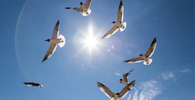 Why Do Birds Fly In Circles