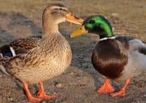 Why Do Birds Bob Their Heads Why Do Birds Bob Their Heads