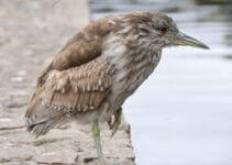 Why Do Birds Stand On One Leg Why Do Birds Stand On One Leg