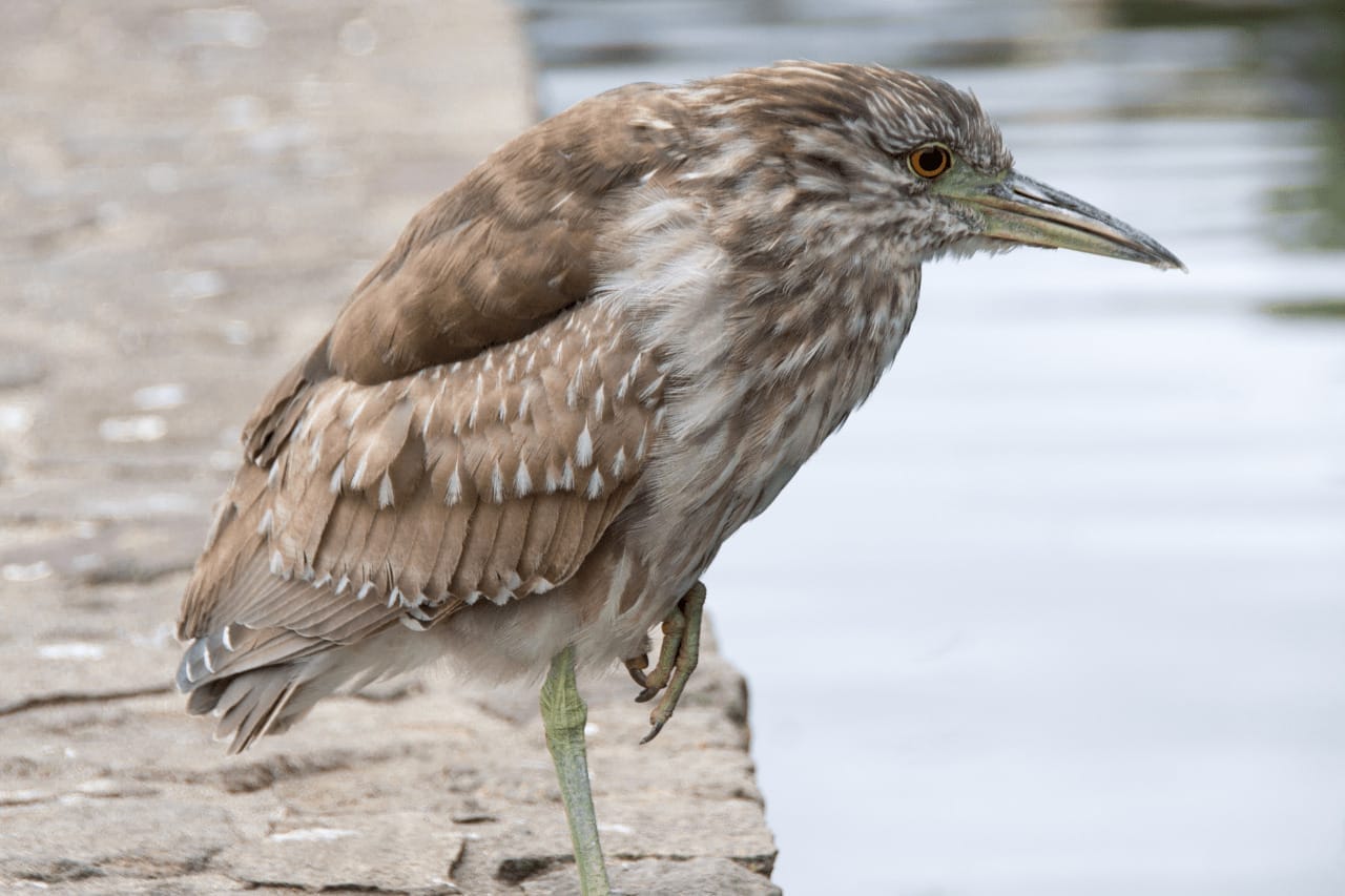 Why Do Birds Stand On One Leg What Birds