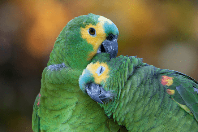 Amazon Parrots