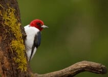 What Birds Have Red Heads