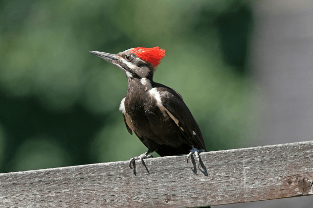 Pileated Woodpeckers