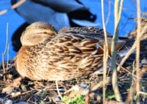 Birds That Nest On The Ground