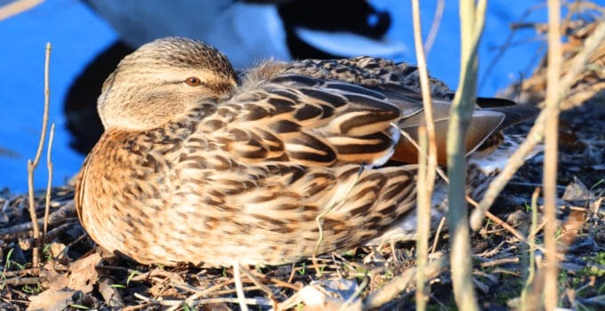 Birds That Nest On The Ground