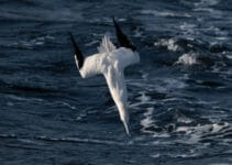 Birds That Swim Underwater Birds That Swim Underwater