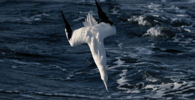 Birds That Swim Underwater