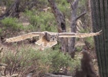 Birds That Attack Humans Birds That Attack Humans