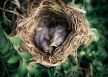 Birds That Lay Eggs In Other Birds Nests