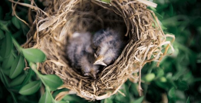 Birds That Lay Eggs In Other Birds Nests