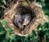 Birds That Lay Eggs In Other Birds Nests