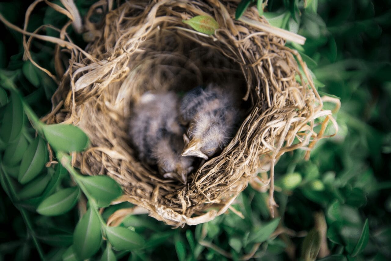 Birds That Lay Eggs In Other Birds Nests What Birds