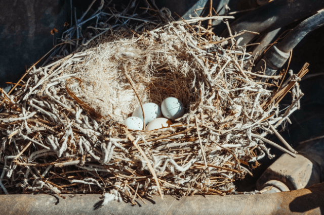Birds That Lay Eggs In Other Birds Nests